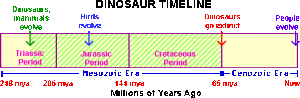 Mesotimeline