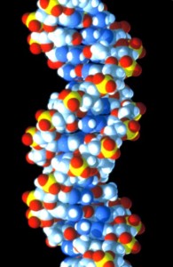 DNA_molecule_closeup