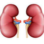 Human-kidney-adjusted-27543047