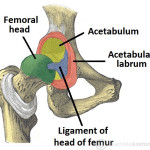Bony-Surfaces-of-the-Hip-Joint-Head-of-Femur-and-Acetabulum.